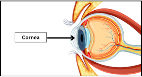 function of cornea